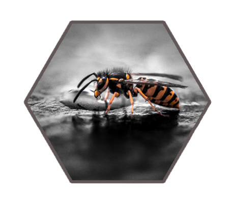 wb-profile-01_bee wb-profile-01_bee