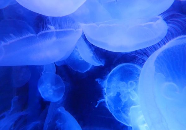 jelly_fish_960x540_image