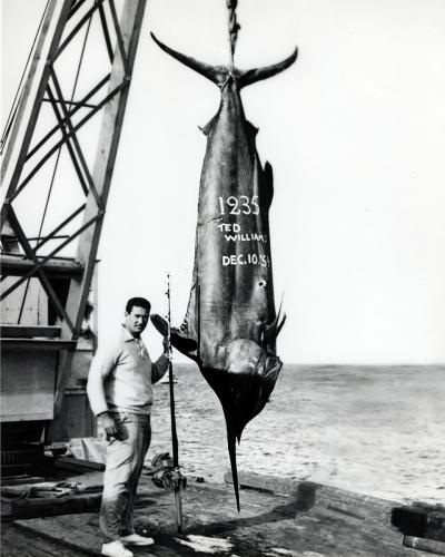 3-CELEBRITIES-2-414-Ted-Williams-with-1235-marlin-Dec.-10-1954-SFOP-8x10-Edit